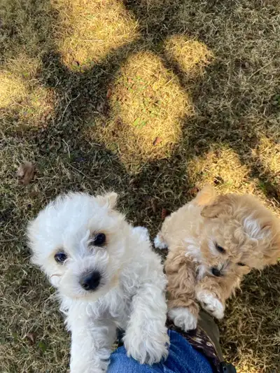 Sold* Shorkie - Bichon Puppies for sale (Shih Tzu/Bichon/Yorkie), View more