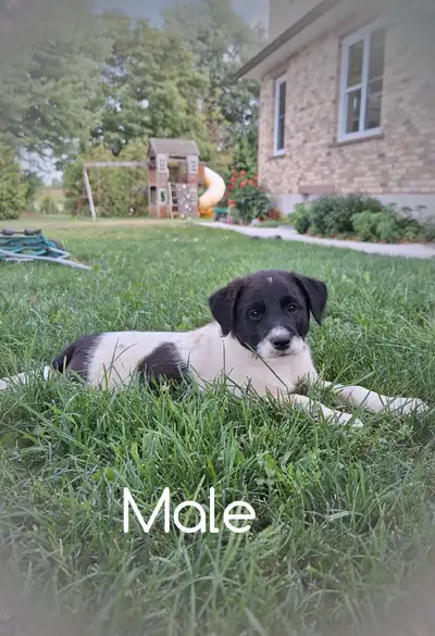 Cockapoo/Blue Heeler mix, View more