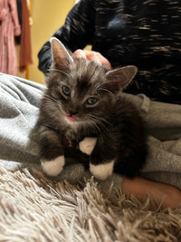 Female Kitten
