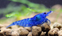 Blue dream shrimps, crevettes 