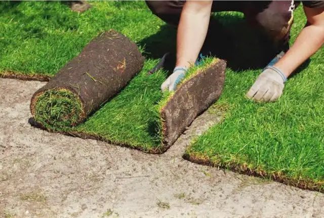 Sod installation 453325845672110080