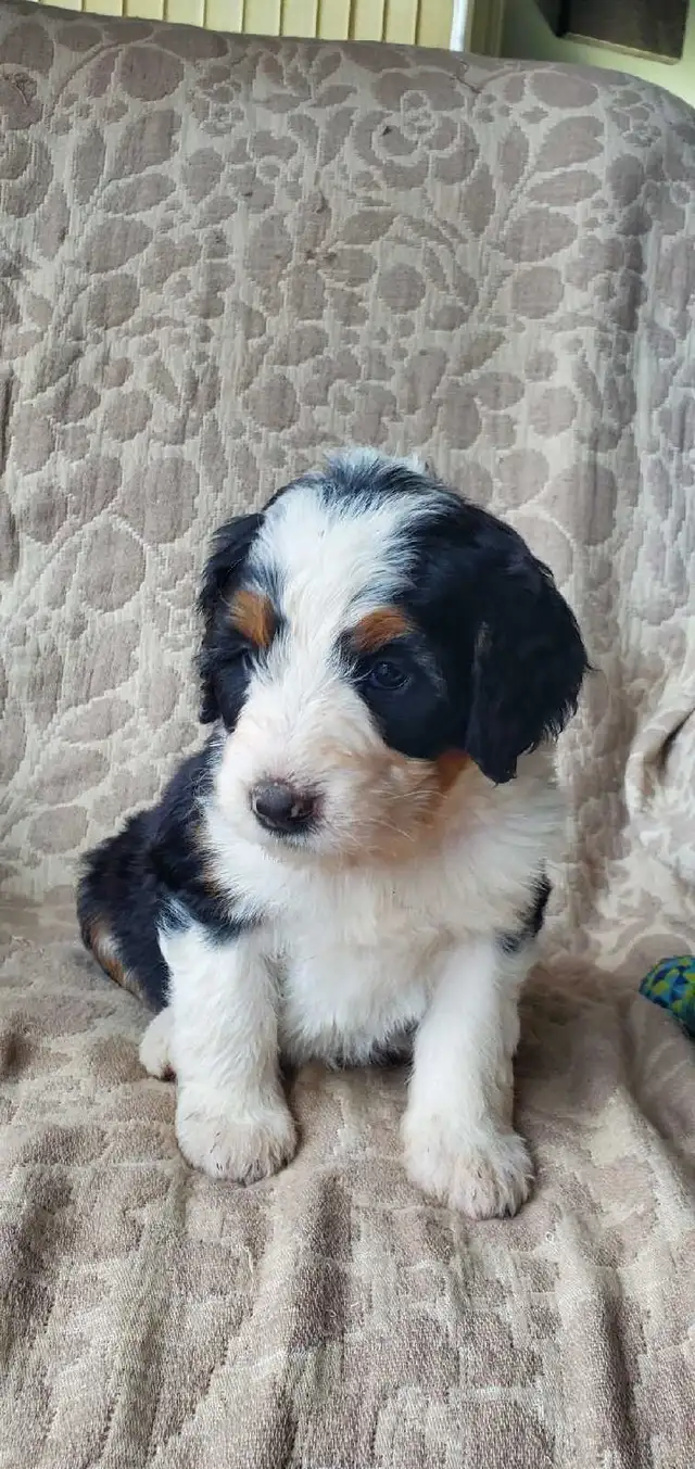 Bernedoodles !!  F1 smaller Puppy SALE !! in Dogs & Puppies for Rehoming in Kelowna - Image 5