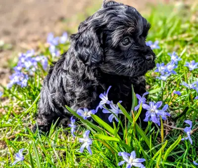F1B Cavapoo Puppy ( HEALTH TESTED PARENTS ), View more