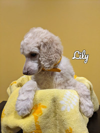Standard Poodle Purebred Puppies