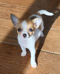 Adorable chiot femelle chihuahua