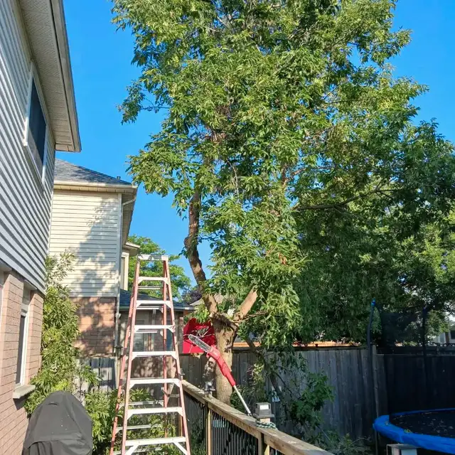 tree service62863222105730123