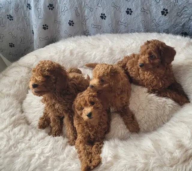 adorable miniature poodle puppies looking for new forever home in Dogs & Puppies for Rehoming in City of Toronto - Image 2