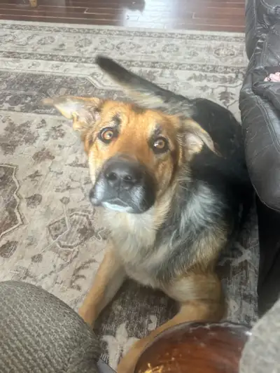 - 1 year old female - very loveable; great with other dogs, children and adults - loves attention -...