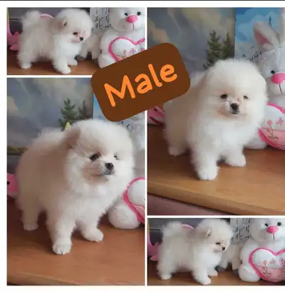 White female and male Pom puppy, View more