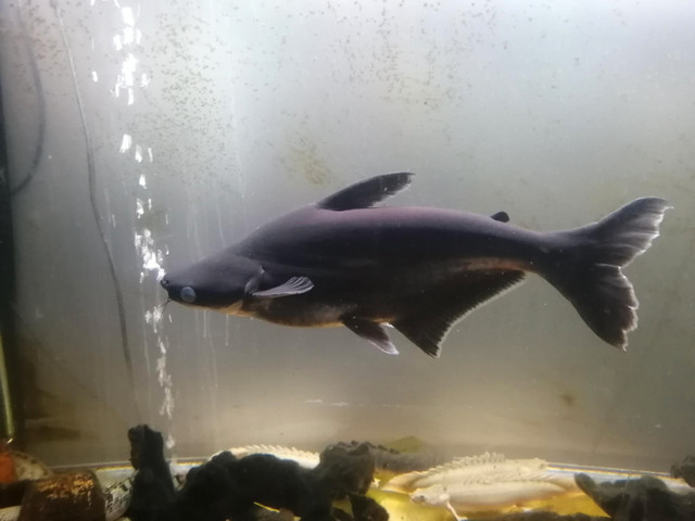 Iridescent Shark in Fish for Rehoming in Tricities/Pitt/Maple