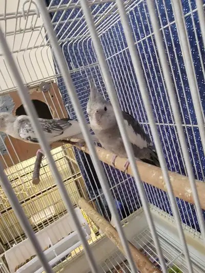 Good sale pair of cokatiels, View more