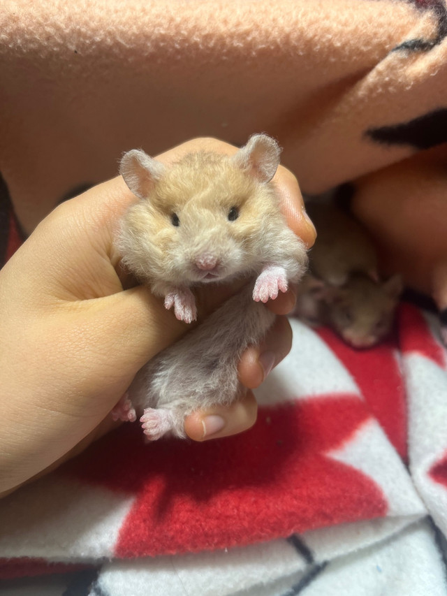 adorable chunky baby hamsters in Small Animals for Rehoming in Kelowna - Image 2