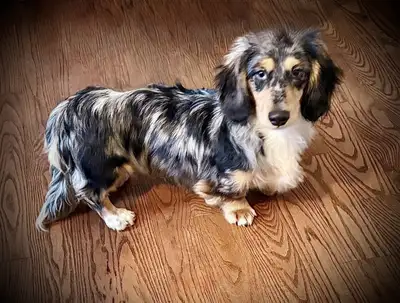 Miniature Longhaired Dachshund, View more