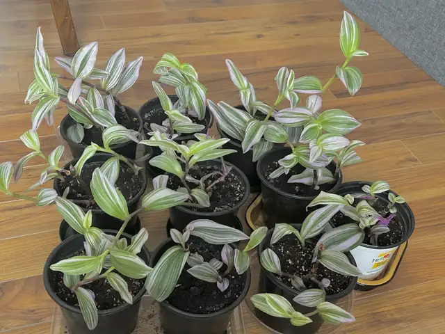 PLANTES NANOUK PLANTS in Other in Longueuil / South Shore - Image 4