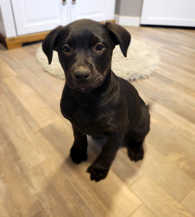 ***1 girl 1 boy left**** Lab x puppies Dogs & Puppies for Rehoming