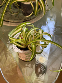 Curly verigated spider plant