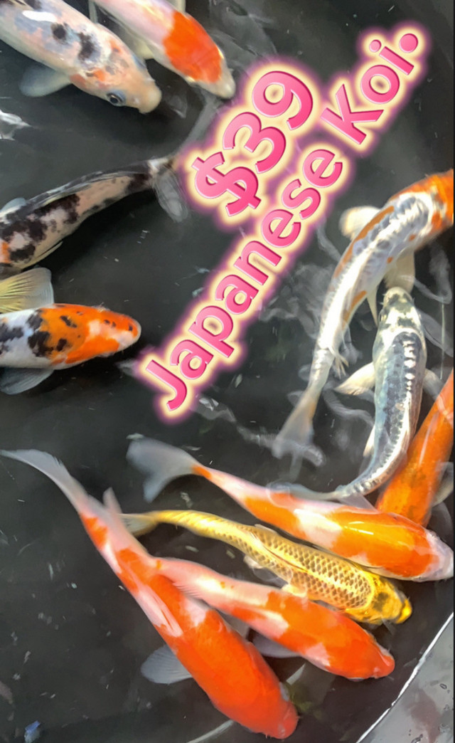 Butterfly Koi $15 each &  4-1/2 inch•Japanese koi $35each in Fish for Rehoming in Windsor Region - Image 3