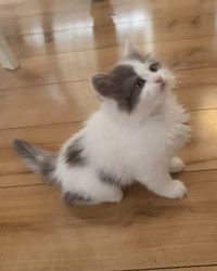 Adorable 8-Week-Old Himalayan-Ragdoll Mix Kittens for Sale!
