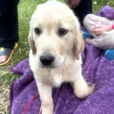 Male and female Golden available. They have a clean bill of health by the vet. Recently had their fi...