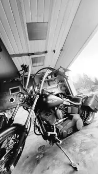 2006 Harley Davidsons 