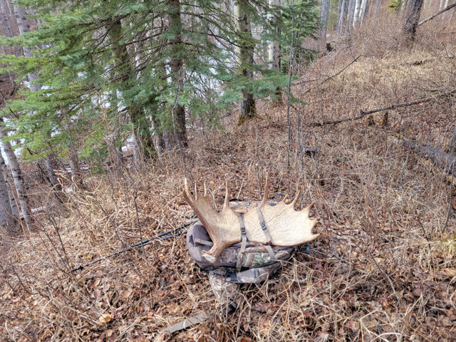 Purchasing all types of naturally shed antler! in Arts & Collectibles in Smithers - Image 3