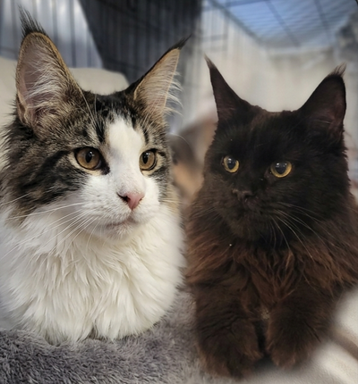 Opportunité de Partenariat – Couple de Jeunes Maine Coons, View more