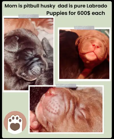 Puppies that need new home, View more