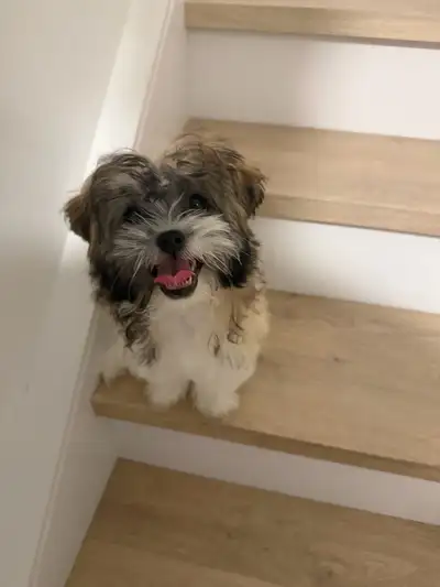Shih Tzu Female Puppy Purebred, View more