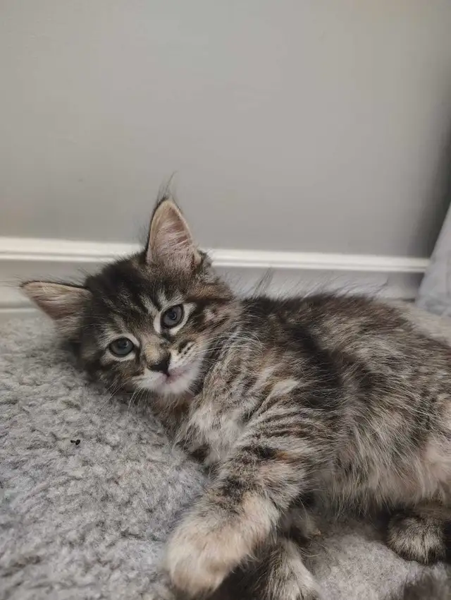 5 Kittens Long hair in Cats & Kittens for Rehoming in Chatham-Kent - Image 3