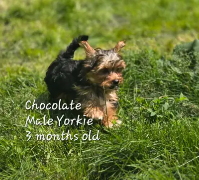 Best, loving homes with another small dog in the home preferred. Experience and time preferred for t...