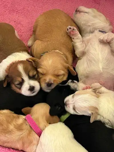 Havanese puppies CKC registered, View more