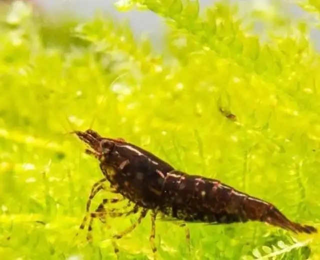 Chocolate Brown shrimp in Fish for Rehoming in Guelph - Image 2