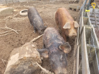 Tamworth x mangalitsa pigs