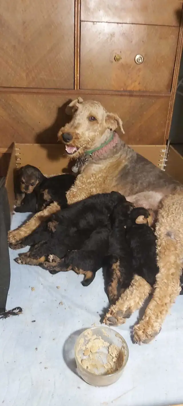 Airedale Terrier Puppies CKC Reg'd in Dogs & Puppies for Rehoming in Sudbury - Image 8