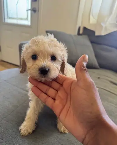 cockapoo for rehoming, View more