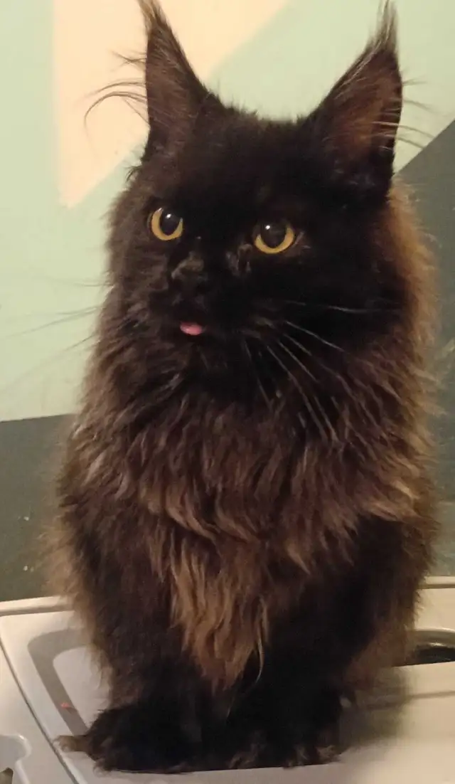 Maine Coons enregistré