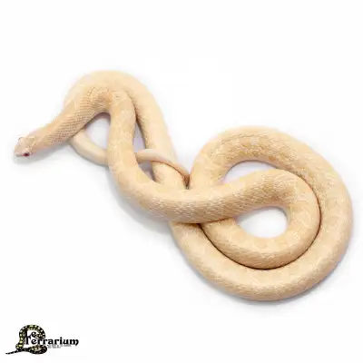 Serpent roi des prairies - Albino - Mâle, View more