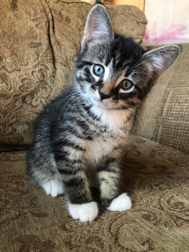Kittens ready to go July 26 in Cats & Kittens for Rehoming in Fredericton