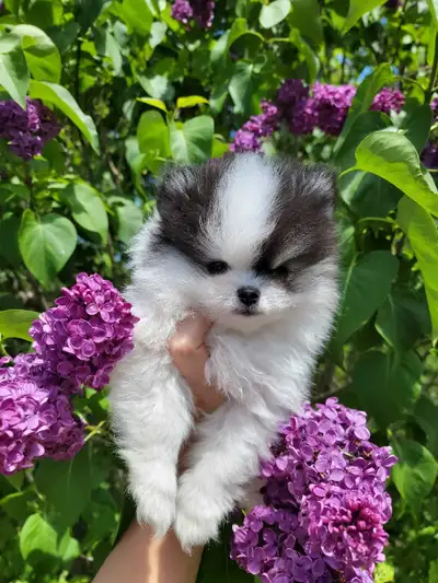 ✨ONLY 2 Adorable Pomeranian Puppies✨, View more