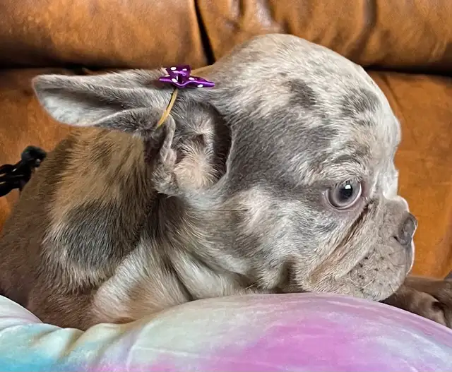 ❤️French Bulldog Puppies!!!❤️ in Dogs & Puppies for Rehoming in Edmonton - Image 4