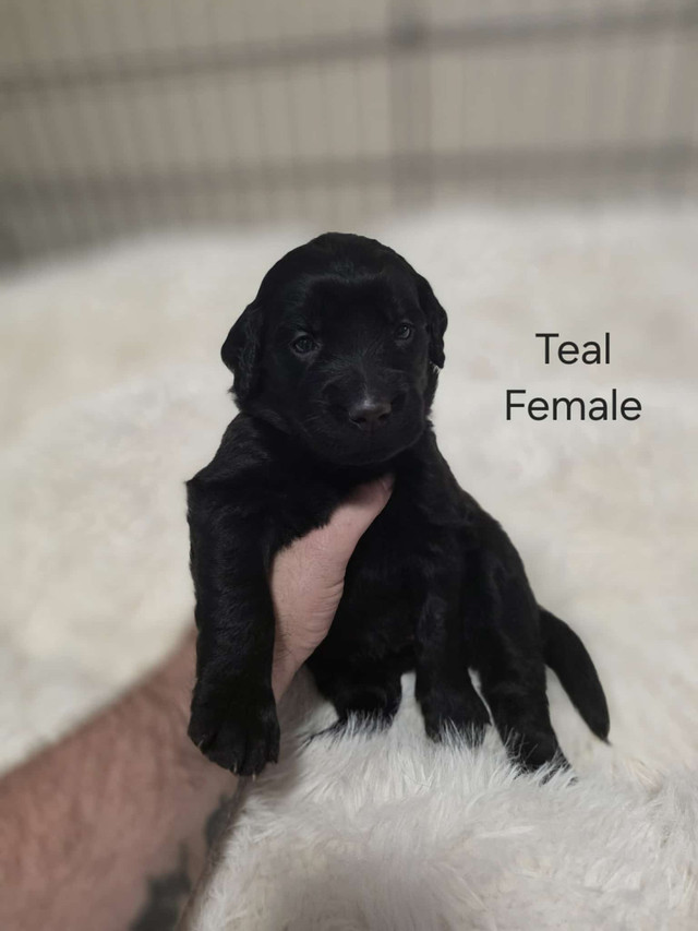 Newfoundland/Golden Retriever Puppies in Dogs & Puppies for Rehoming in Dartmouth - Image 3