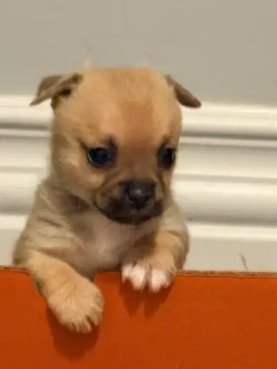 Super calm and smart female pomchi pups are ready to go to the right forever home. She is eating har...