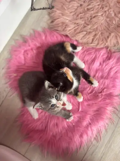 Please take the time to read I have two beautiful kittens that are not ready to go they were born Ma...