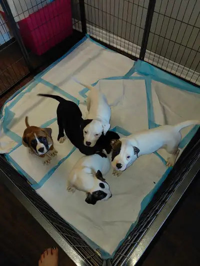 Argentino/Presa Canario puppies ❤️4 females and 1 male left, View more