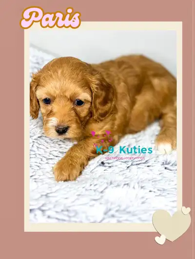 Adorable F1B Maltipoo Puppies For Sale, View more