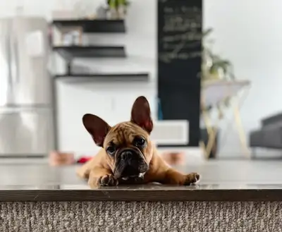 Female Fawn French Bulldog / Femelle Bouledogue Français Fauve, View more