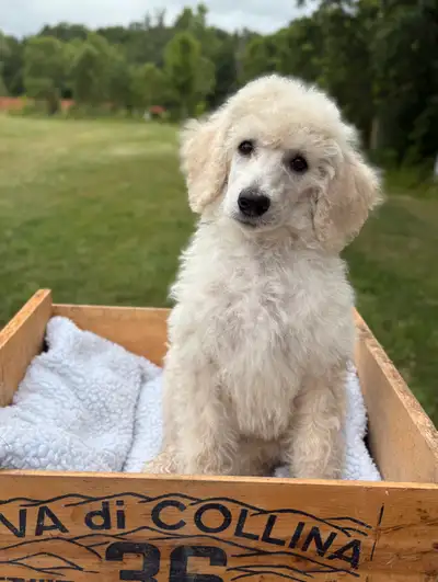 Standard Poodle Puppy, View more