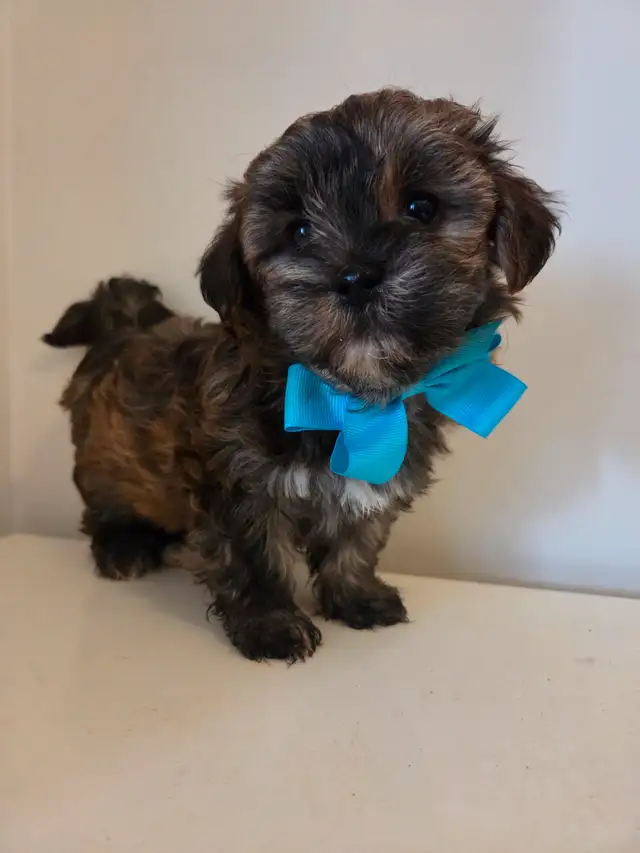 ♡♡Wow  magnifiques  morki ♡♡ in Dogs & Puppies for Rehoming in Laurentides - Image 11