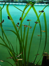 Young guppies tropical community fish