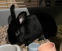 THUMPER. 3-Year-Old Sweet Black Rabbit Forced To Look For Home